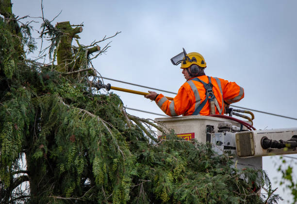 How Our Tree Care Process Works  in  Falmouth Foreside, ME