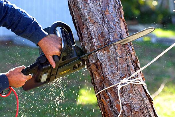 Best Tree Risk Assessment  in Falmouth Foreside, ME