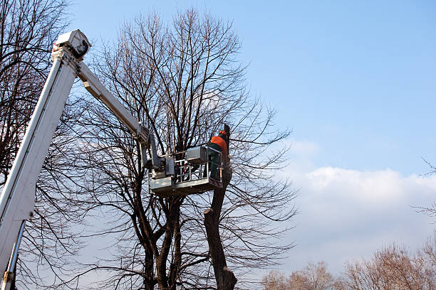 Best Firewood Processing and Delivery  in Falmouth Foreside, ME